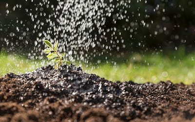 Cómo instalar un sistema de riego casero: guía paso a paso para tener un jardín siempre verde